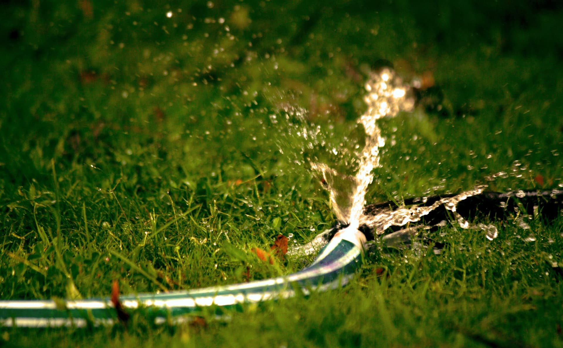 Close-up of water bursting out of a garden hose onto green grass