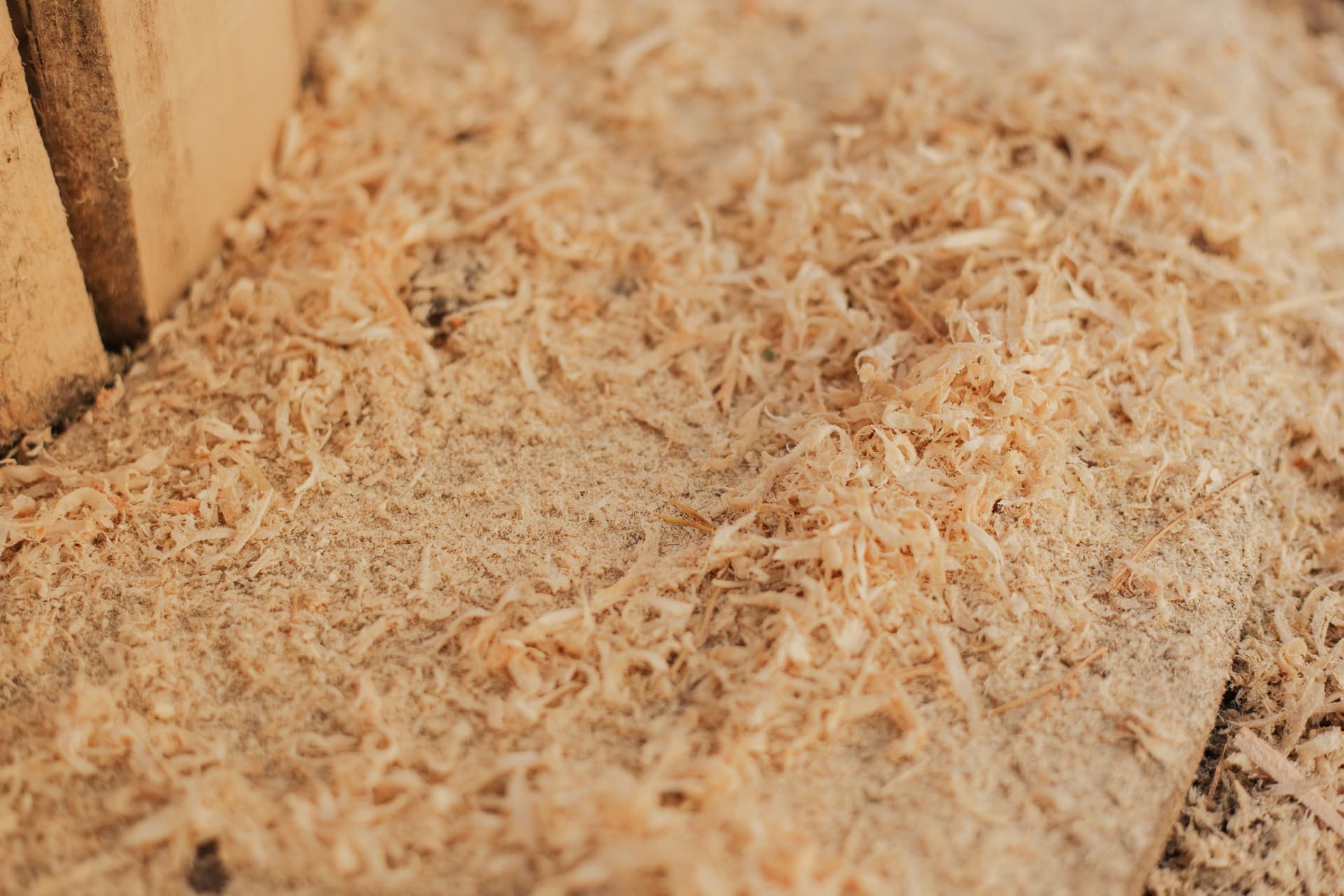 Close-up of fine sawdust and curled wood shavings spread across a wooden surface